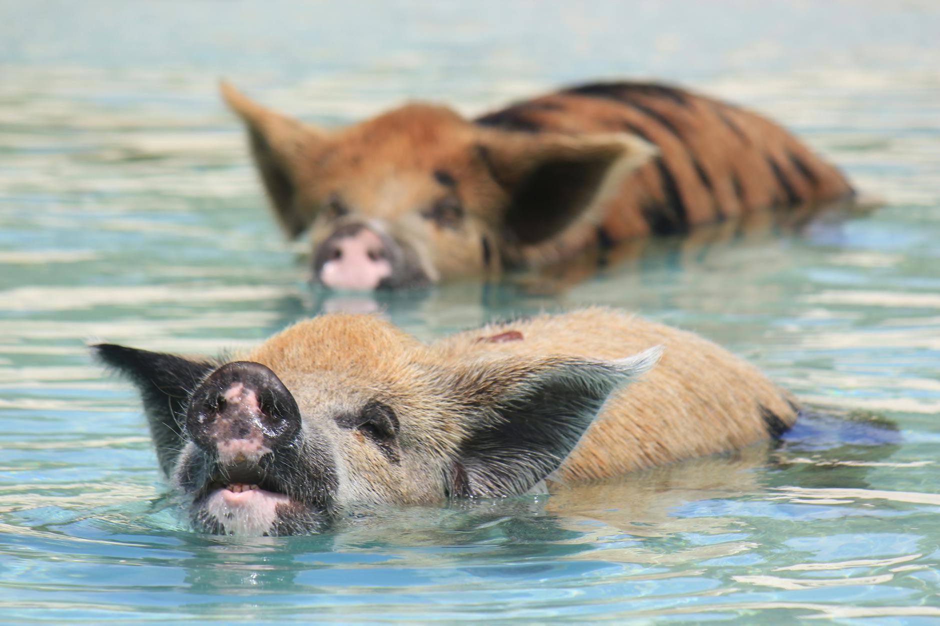 Swimming pigs Nassau Bahamas