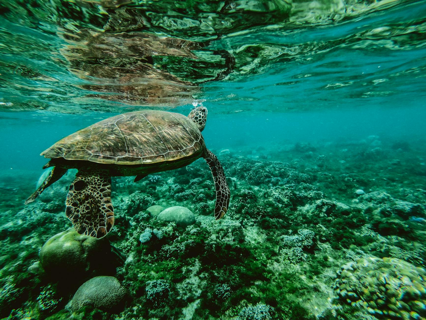 Sea turtle swimming