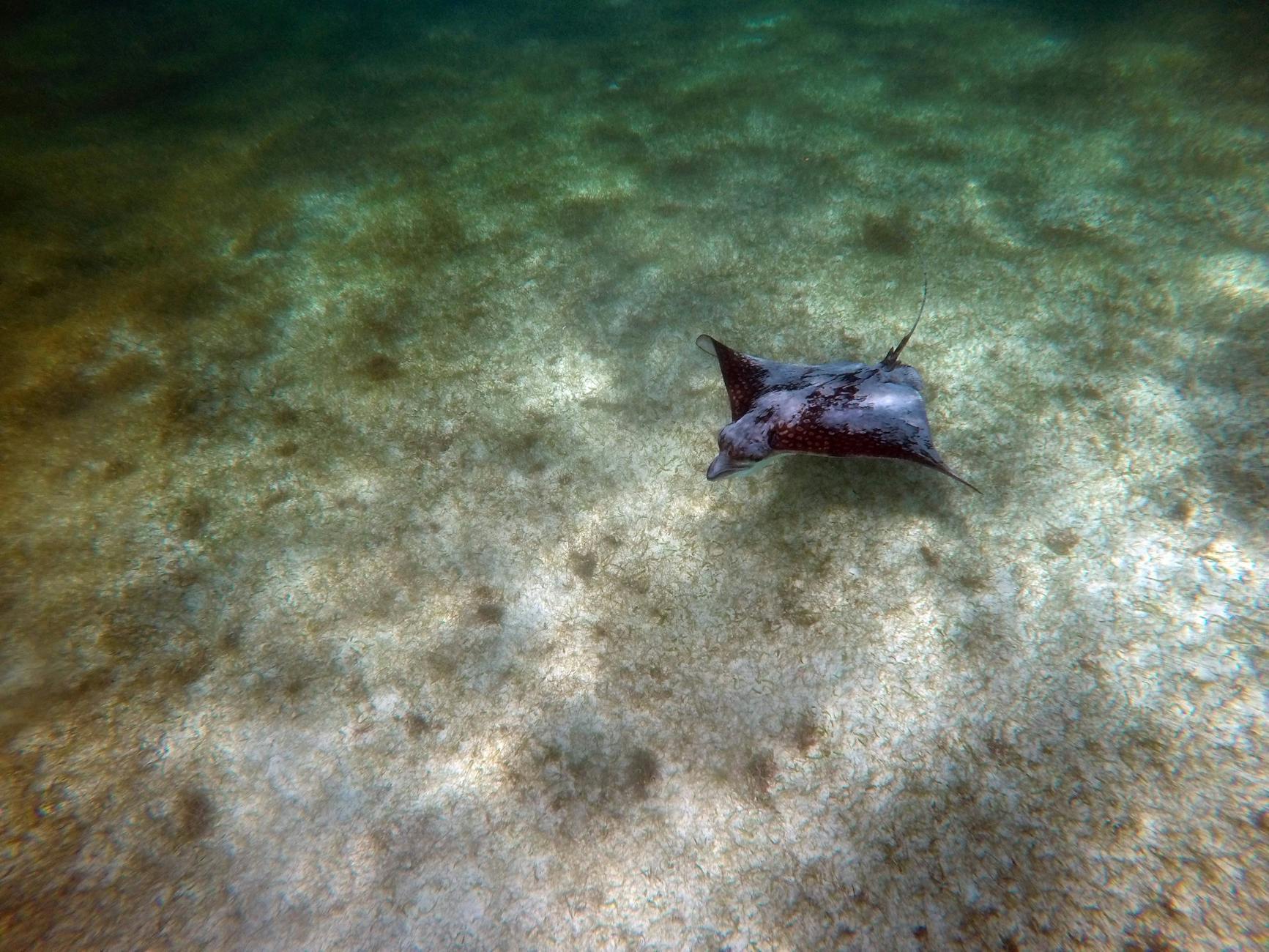 Stingray City Grand Cayman